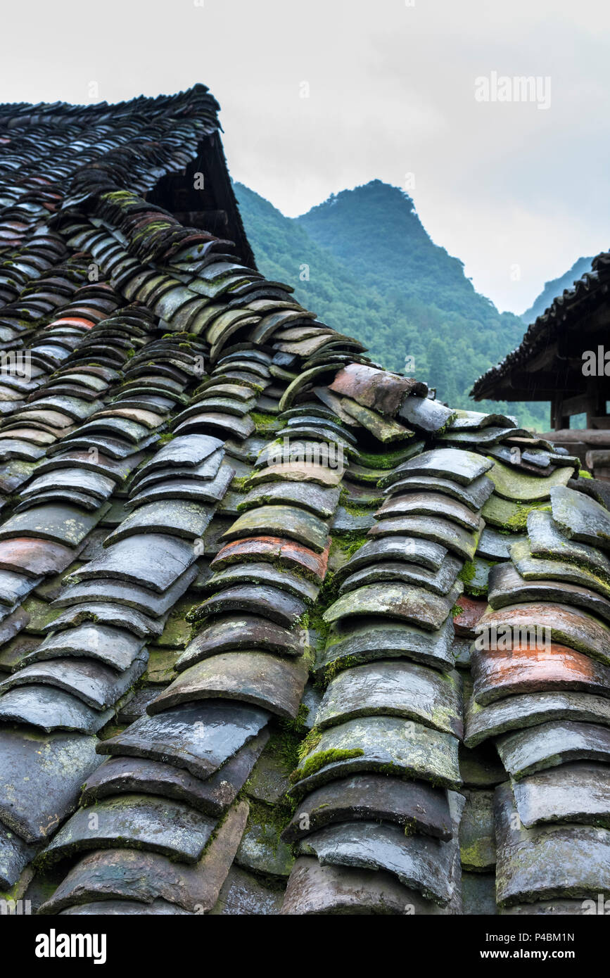 Alte Tondachziegel bedeckt mit Moos, Hsui ethnische Minderheit Dorf Wasser Blume, Libo, Provinz Guizhou, China Stockfoto