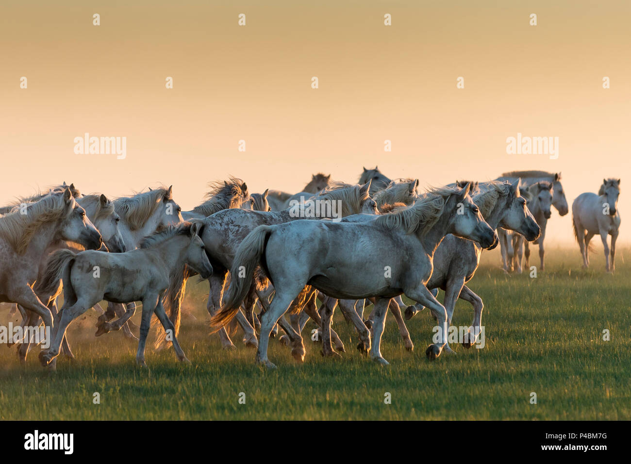 Berühmten Mongolischen weisse Pferde sind im Sommer weiden bei Sonnenuntergang, Xiwuzhumuginqi getrieben, der Inneren Mongolei, China Stockfoto