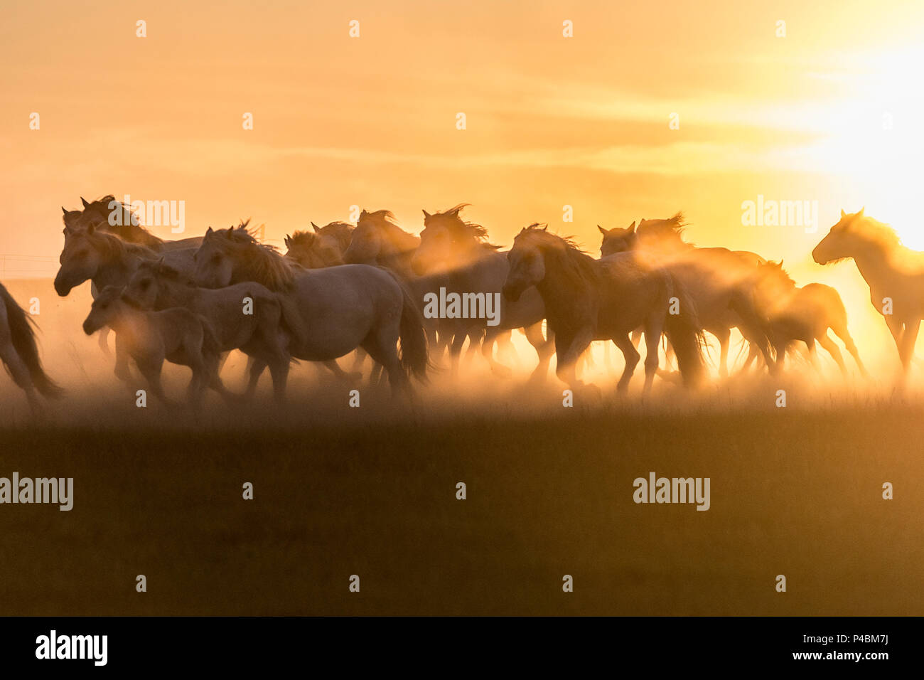 Berühmten Mongolischen weisse Pferde sind im Sommer weiden bei Sonnenuntergang, Xiwuzhumuginqi getrieben, der Inneren Mongolei, China Stockfoto