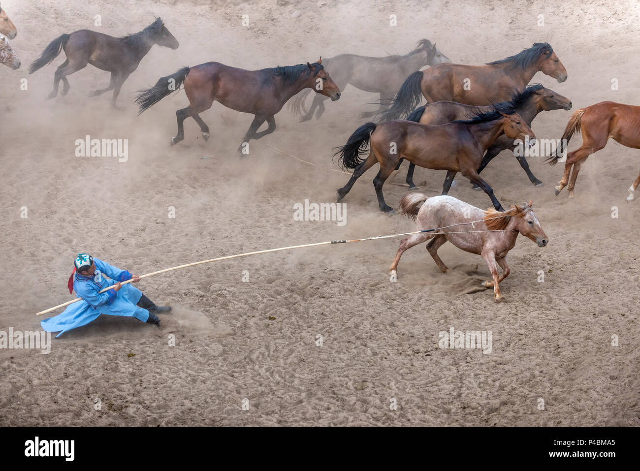Uurga Traditions Horses Stockfotos und -bilder Kaufen - Alamy