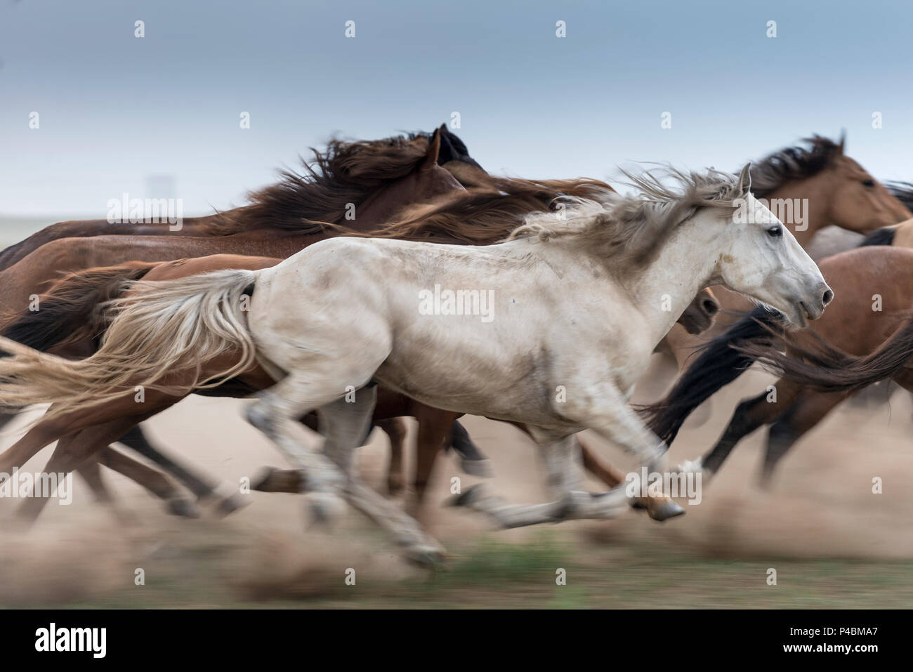 Mongolische Pferde sind im Sommer Roundup, Xilinhot, der Inneren Mongolei, China getrieben Stockfoto