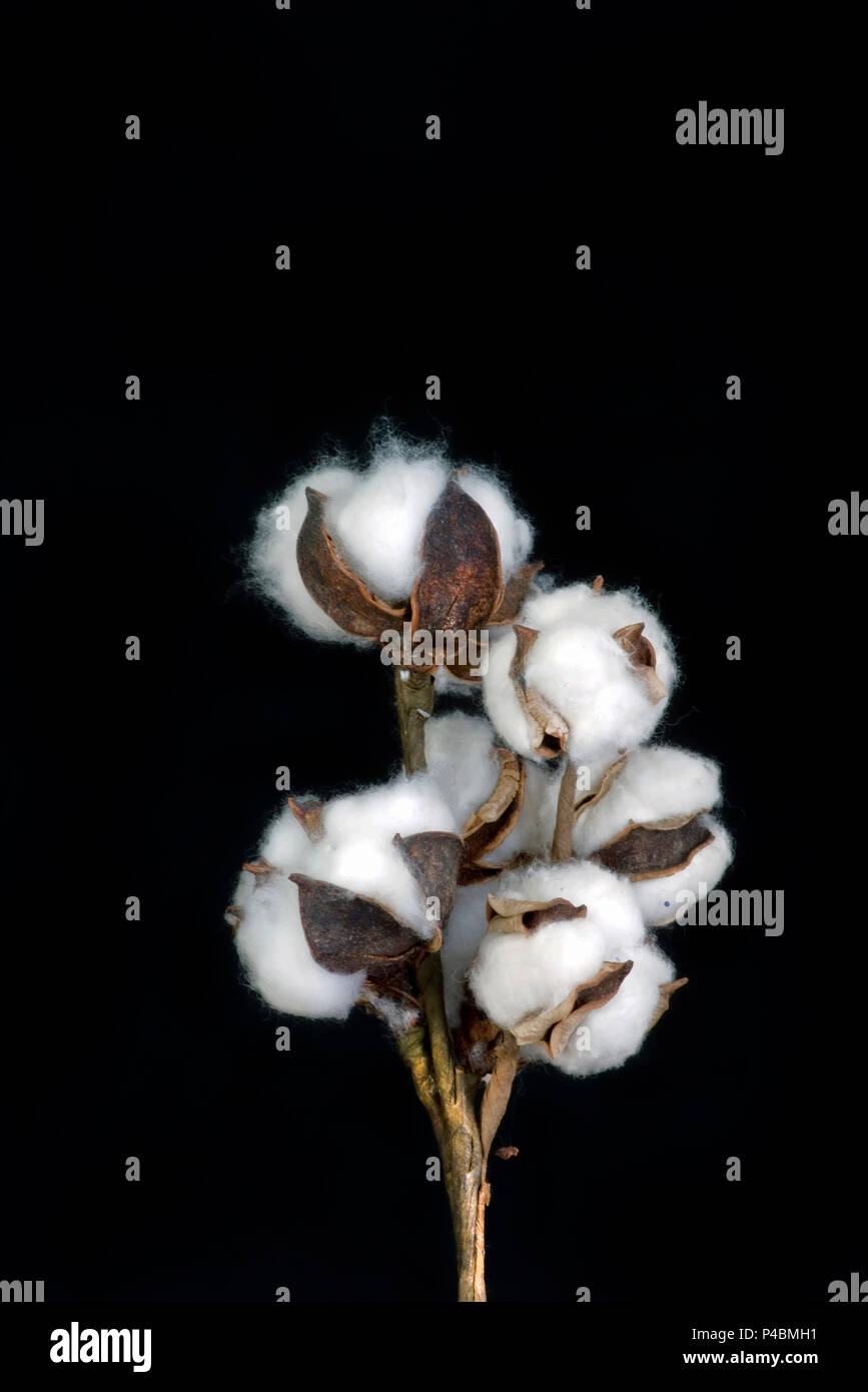 West Texas Baumwolle mit Raum für Ihre Art. Stockfoto