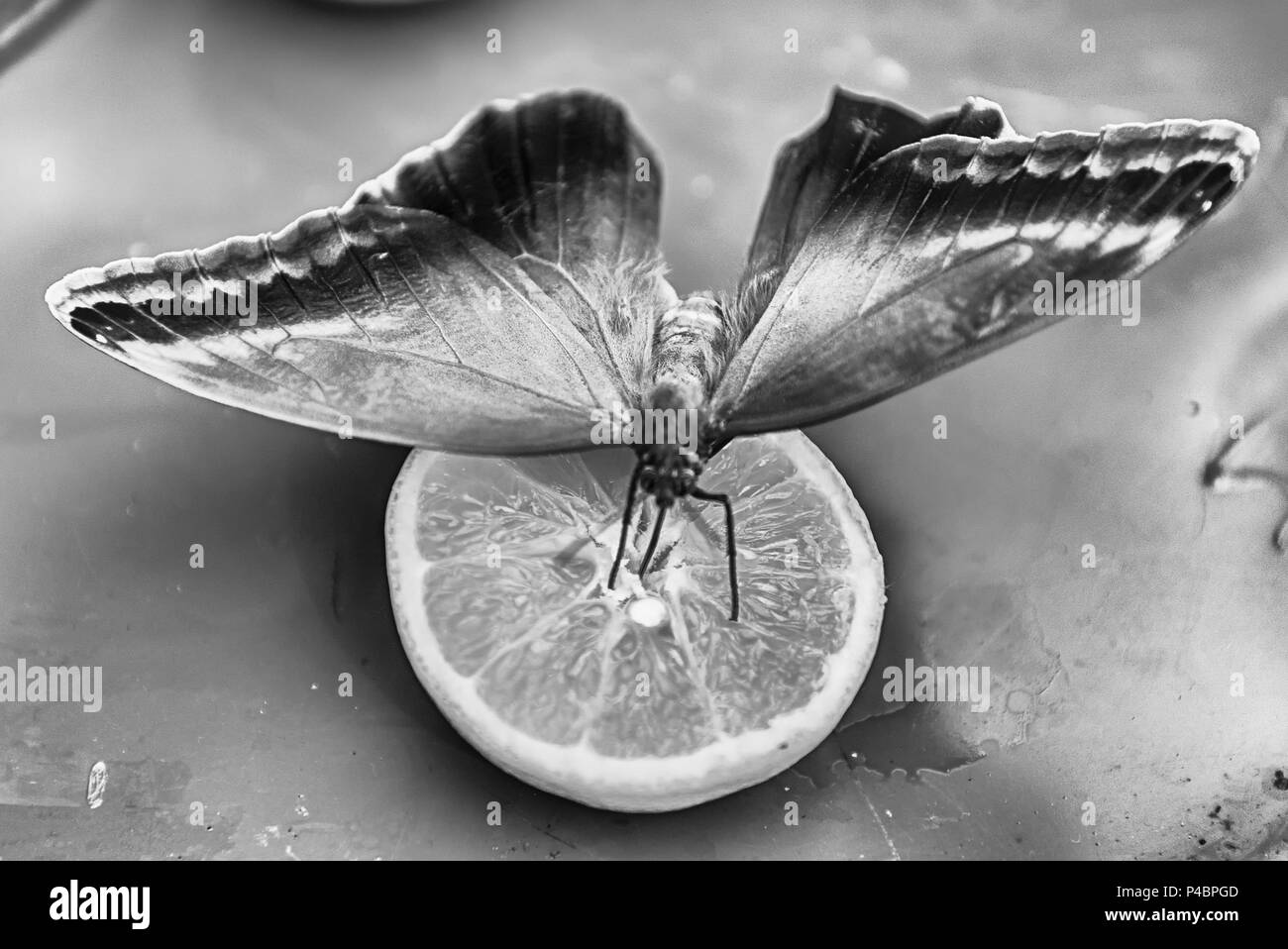 Automedon Eryphanis, aka Automedon riesen Eule ist ein tropischer Schmetterling. Hier sehen Sie, während Sie das Essen von Orange Stockfoto