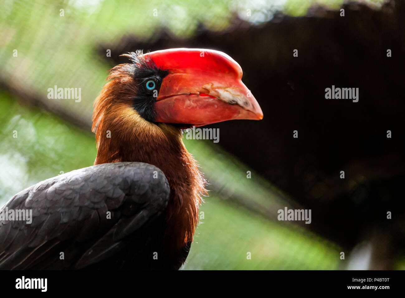 Nahaufnahme Porträt eines braunen Parrot hydrocorax buceros mit einem roten Schnabel und blaue Augen ohne Zweig eines Baumes Stockfoto