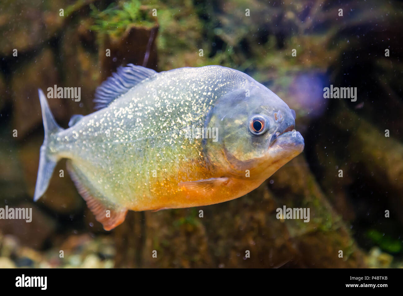 Nahaufnahme der Piranha fischen oder serrasalmus nattereri Floating und schauen sich die Kamera in einem Aquarium Stockfoto