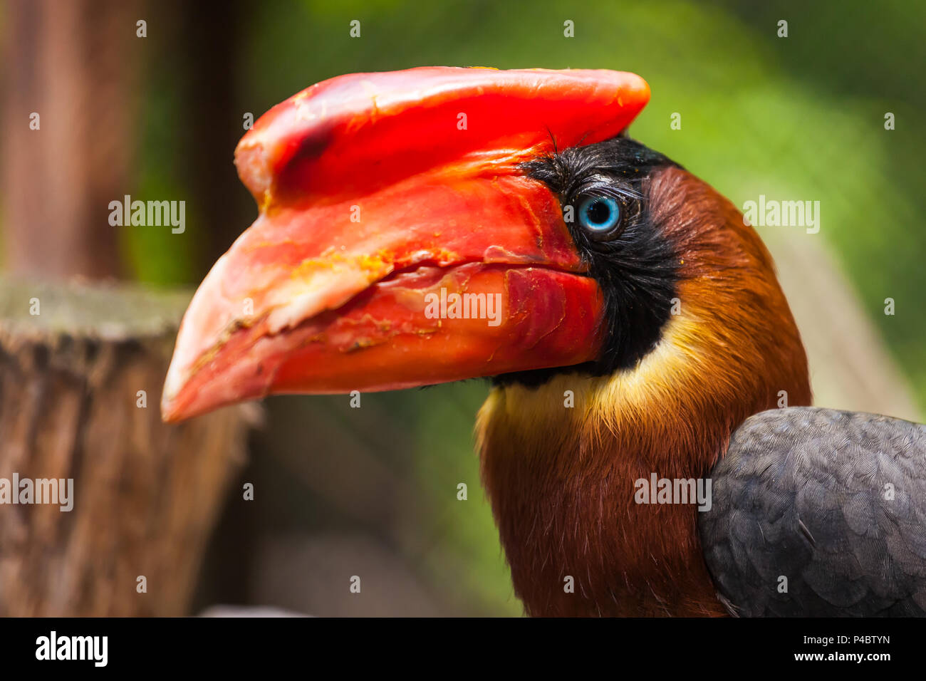 Nahaufnahme Porträt eines braunen Parrot hydrocorax buceros mit einem roten Schnabel und blaue Augen ohne Zweig eines Baumes Stockfoto