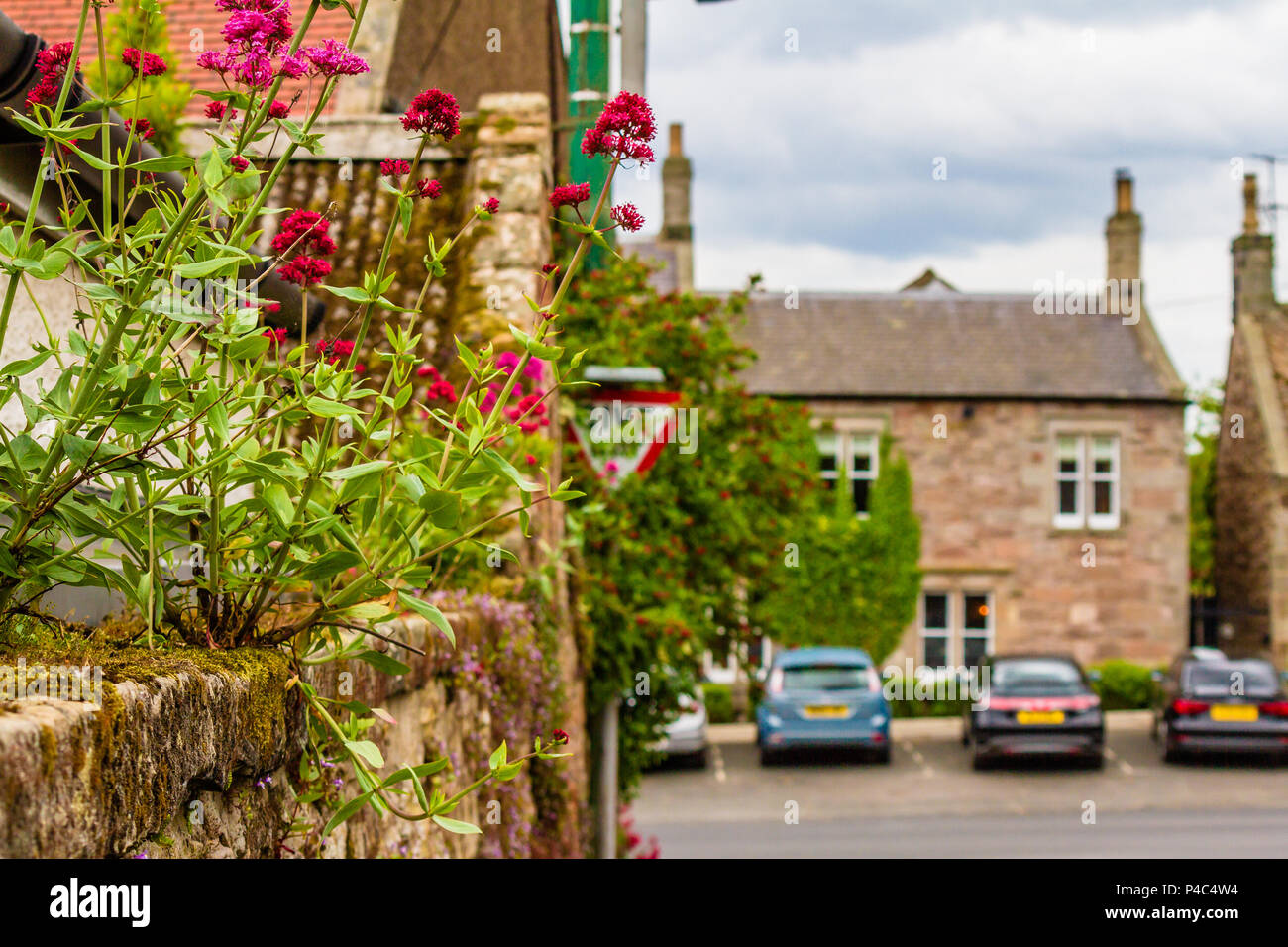 Baldrian Blumen wachsen aus der Wand durch eine Straße im Dorf von Bamburgh, Northumberland, Großbritannien. Juni 2018. Stockfoto