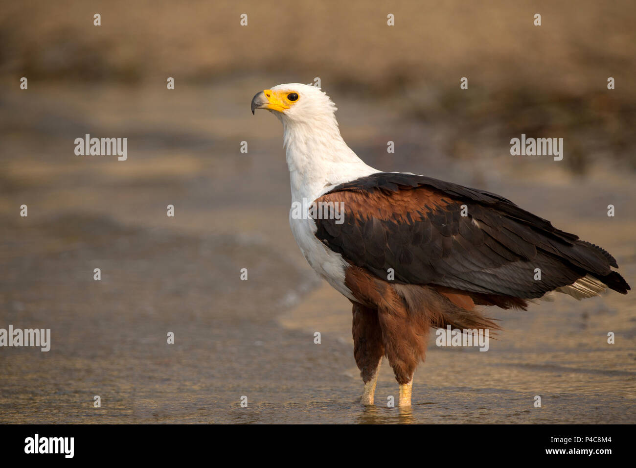 African Fish Eagle (haliaeeetus vocifer), die in den seichten Gewässern des Chobe River, Botswana Stockfoto