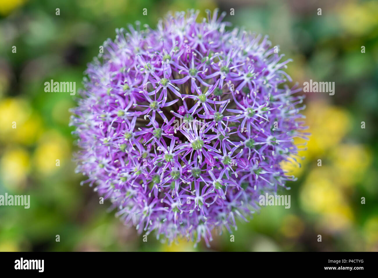 Nahaufnahme einer lebendigen Allium Globemaster Blume Stockfoto