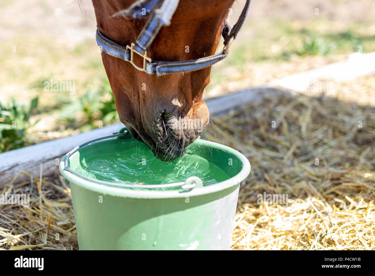 Schöne braune Thoroughbredpferd Trinkwasser von der Schaufel. Durst während der heißen Sommertag. Durstige Tiere auf dem Bauernhof. Stockfoto