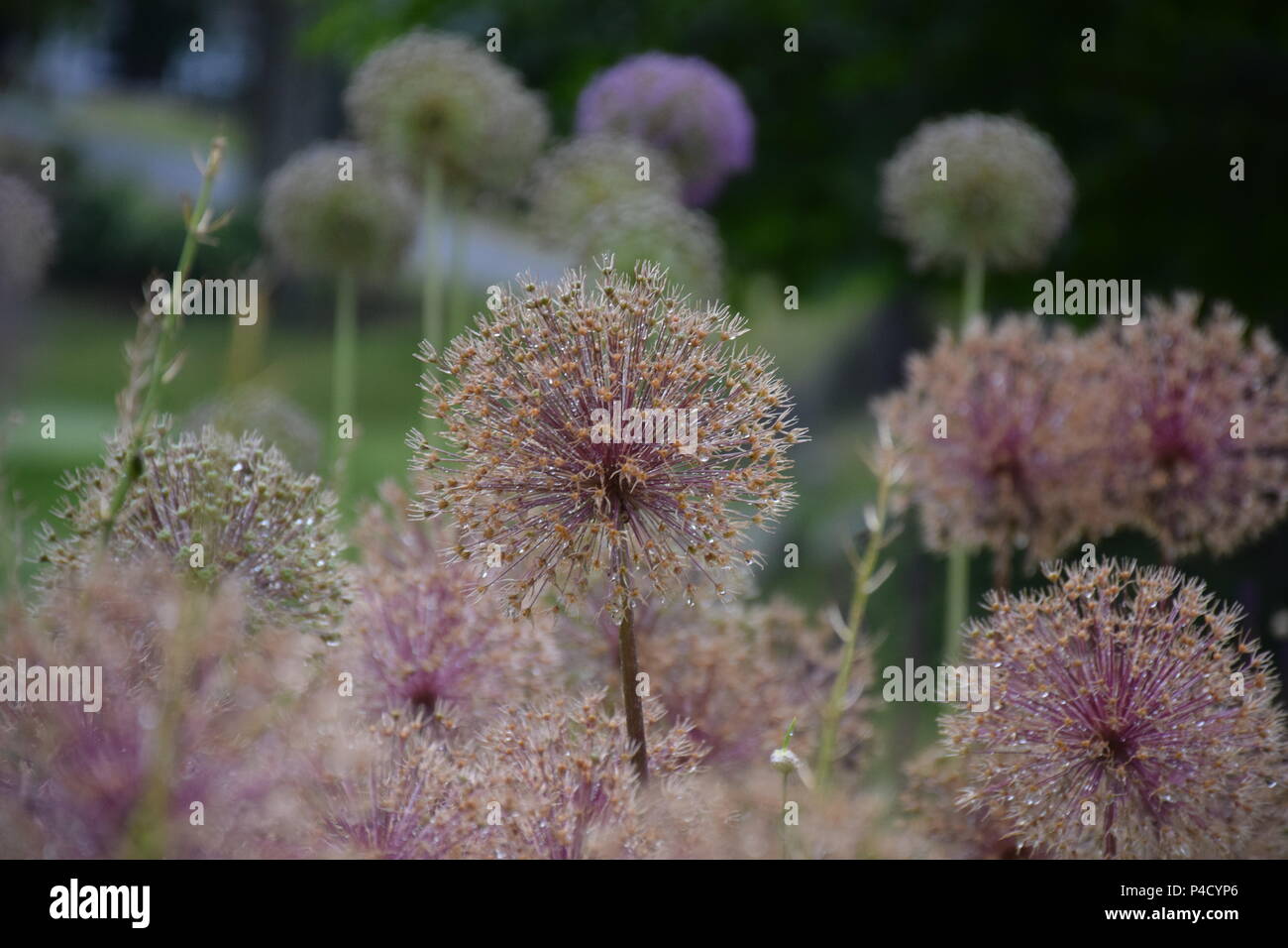 Allium Giganteum Stockfoto