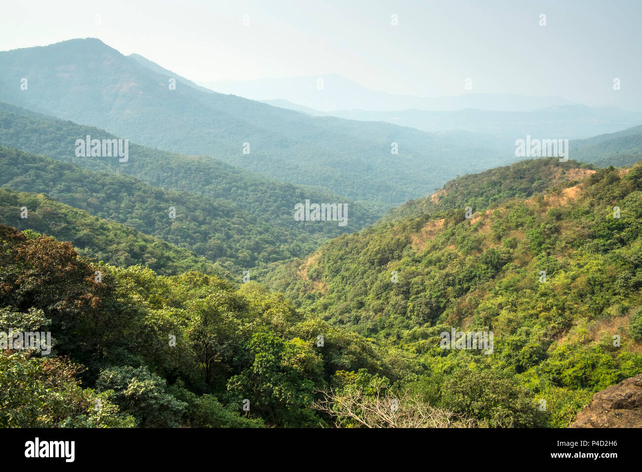 Die biologische Vielfalt reichen Wäldern von Indiens Western Ghats Mountain Range. Hier in Maharashtra, sie sind die Sahyadris genannt Stockfoto