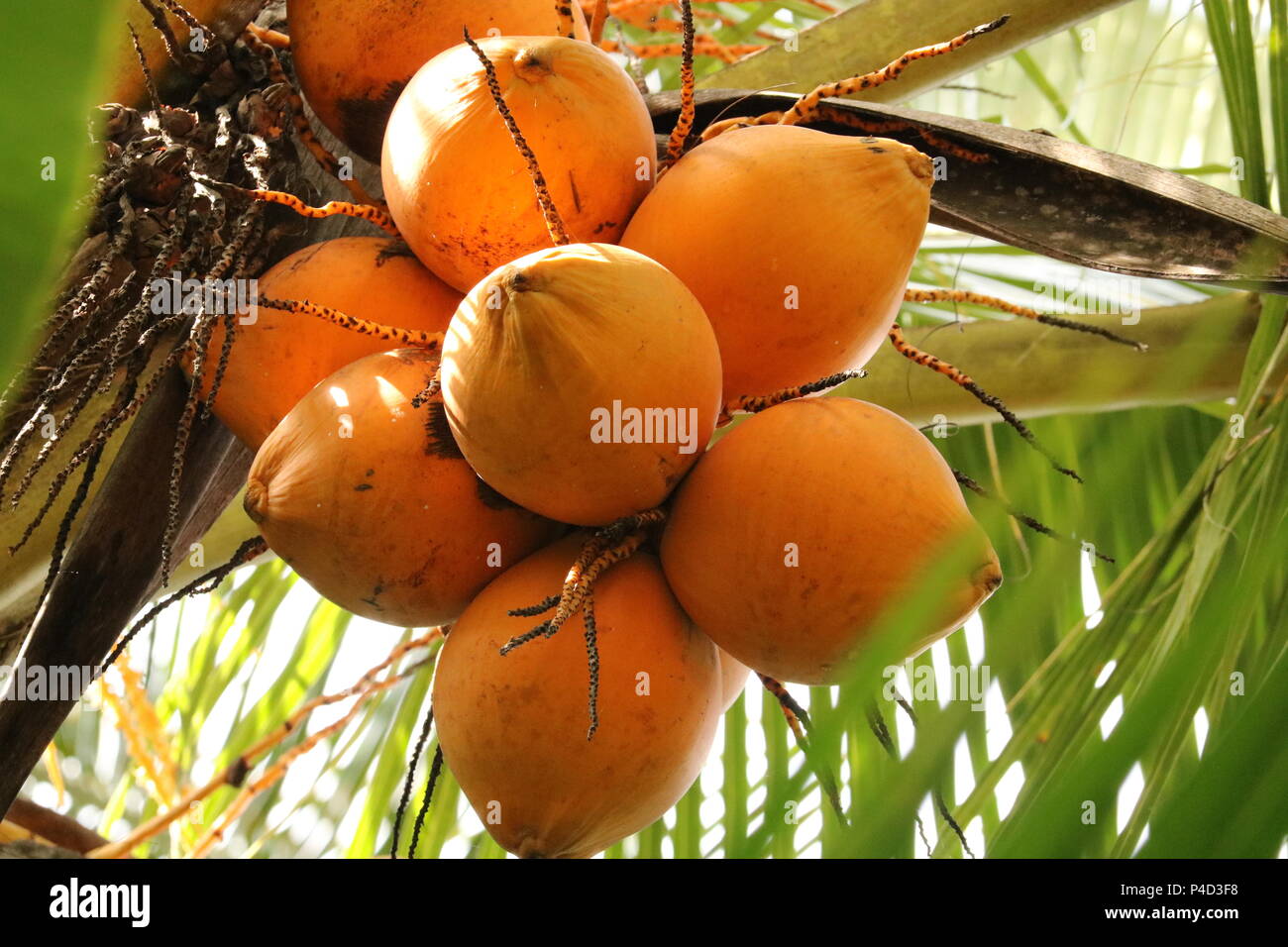 King Coconut Stockfoto