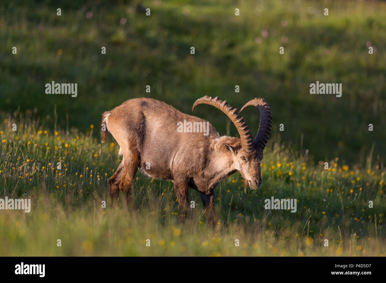 Beweidung natürlichen männlichen Erwachsenen alpine Capra ibex Steinbock in grüne Wiesen Stockfoto