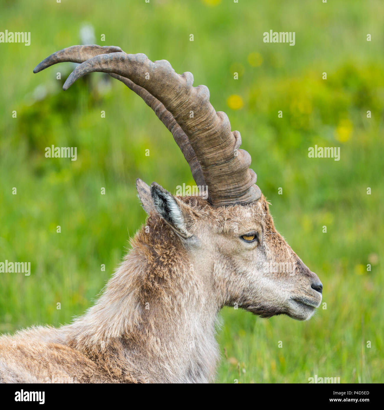 Seitenansicht natürlichen männlichen Steinböcke Steinbock in grüne Wiese Stockfoto