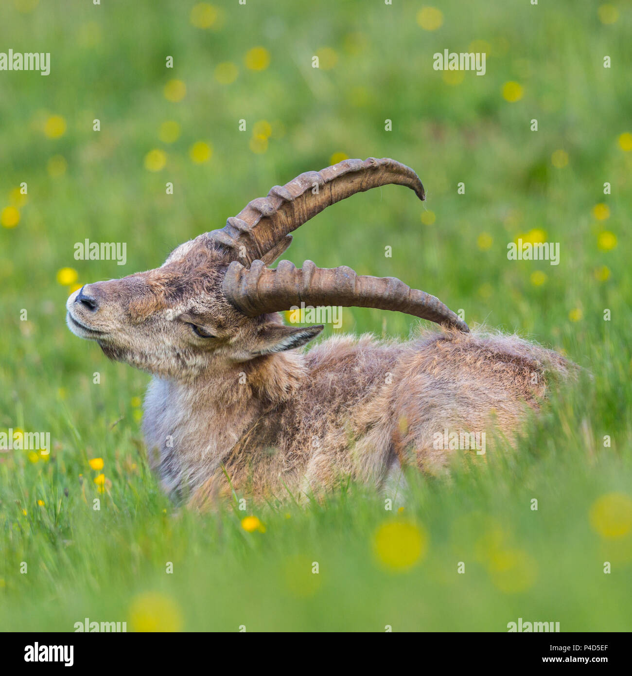 Männliche natürliche Alpensteinbock Steinbock sitzen in der grünen Wiese Stockfoto