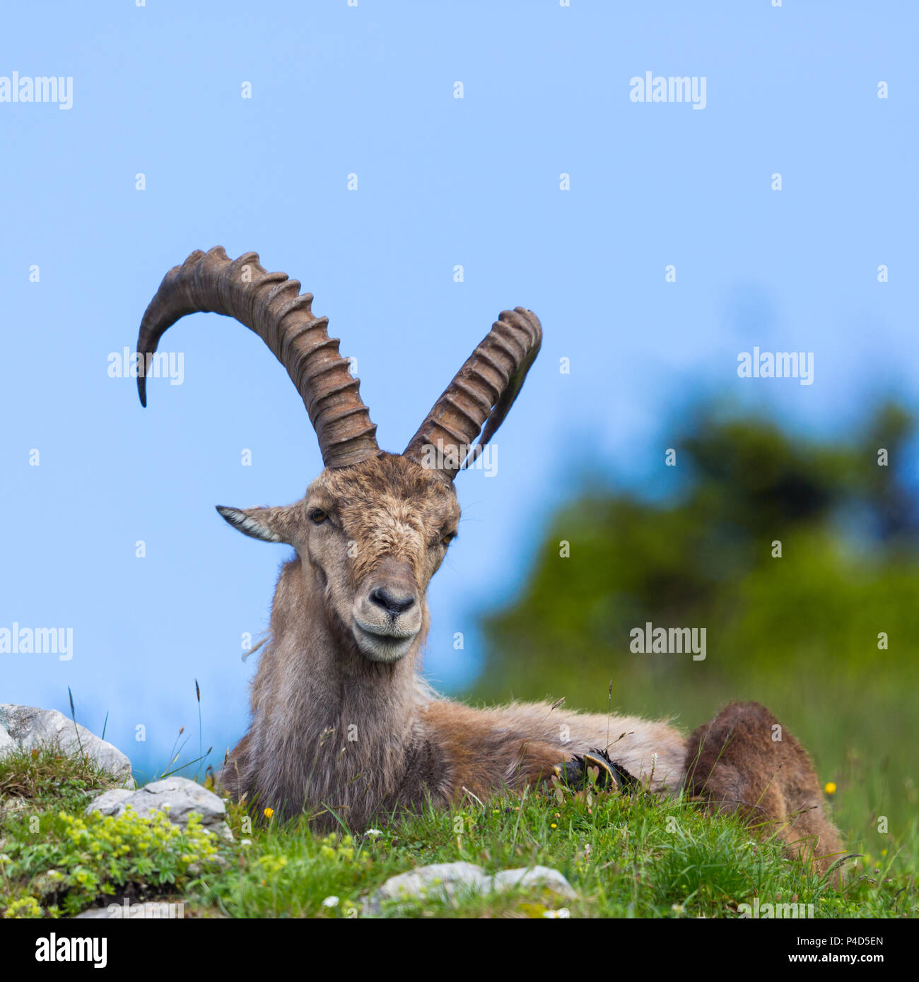 Vorderansicht natürlichen männlichen Steinböcke Steinbock sitzen in der grünen Wiese Stockfoto
