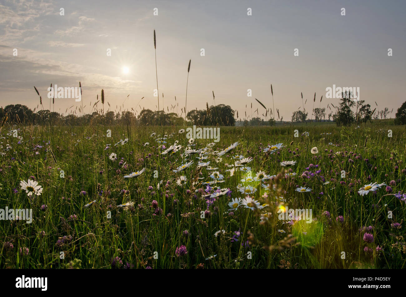 Sonnenuntergang über einem Feld von Daisy Flowers an einem schönen Frühlingsabend in der Landschaft Stockfoto