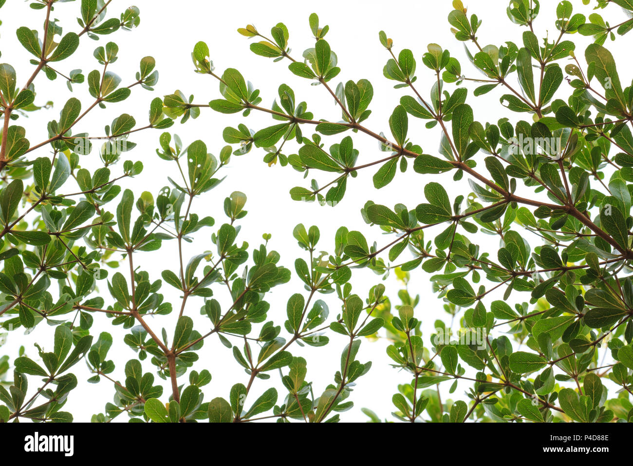 Kleine grüne Blätter Baum auf weißem Hintergrund. Stockfoto