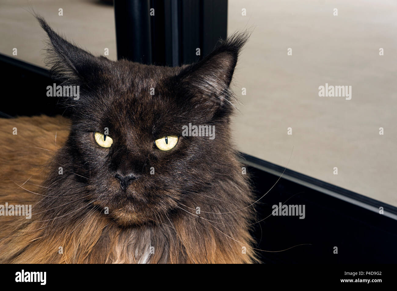 Maine conn Katze schwarz braun-gelbe Augen Hauskatze Stockfotografie - Alamy