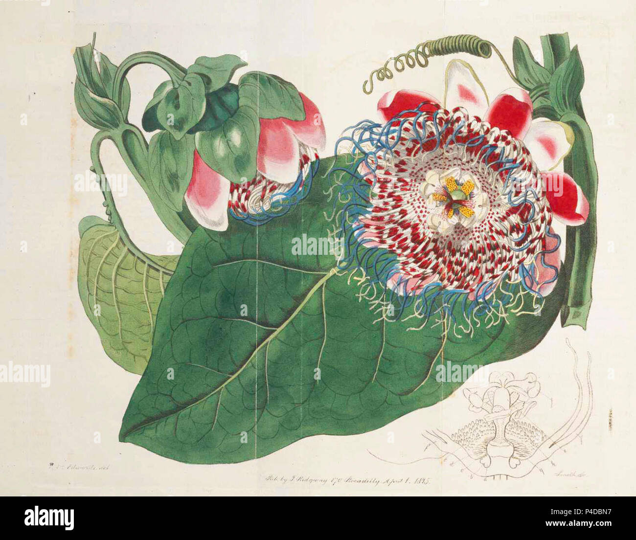 14 Passiflora quadrangularis. Stockfoto