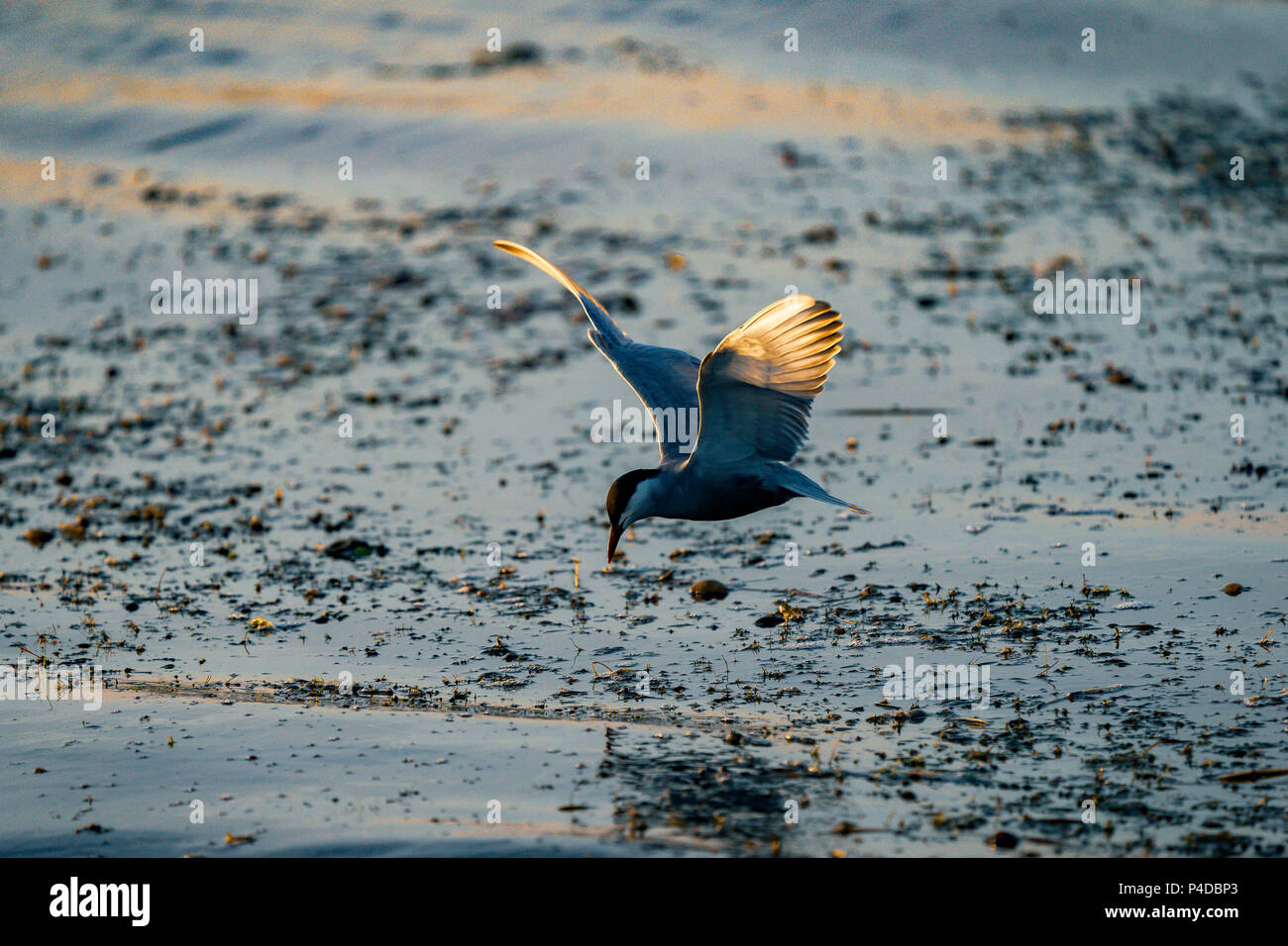 Weiß ist Tern Angeln im Donaudelta, Rumänien. Tern im Flug über Wasser bei Sonnenaufgang Stockfoto