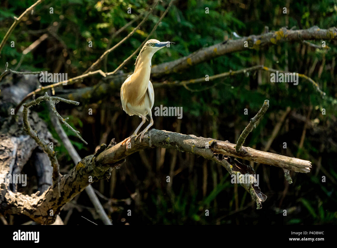 Squacco Heron (Ardeola ralloides) in wunderschöner Sonnenuntergang Licht in das Donau Delta Stockfoto