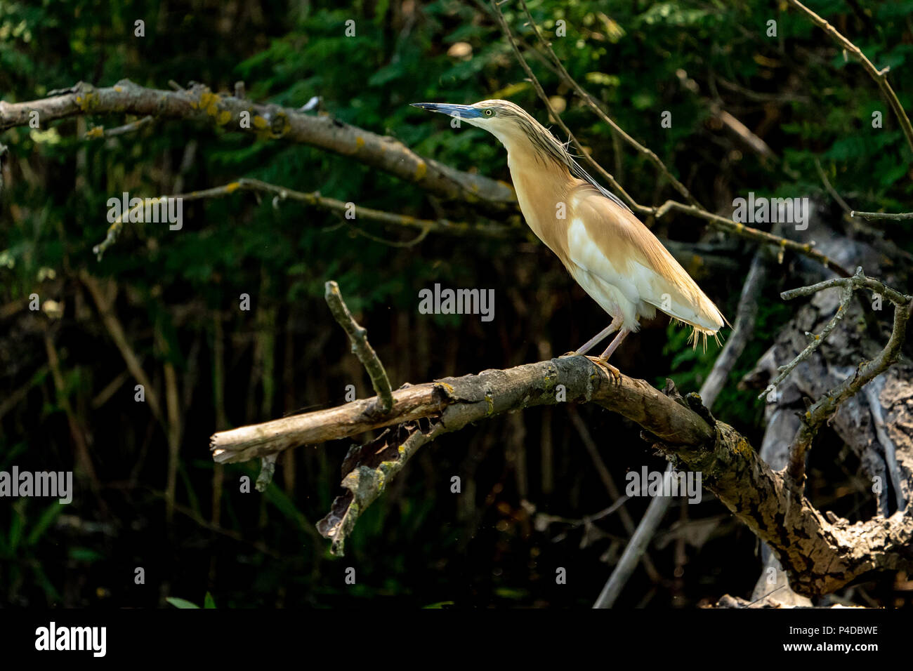 Squacco Heron (Ardeola ralloides) in wunderschöner Sonnenuntergang Licht in das Donau Delta Stockfoto