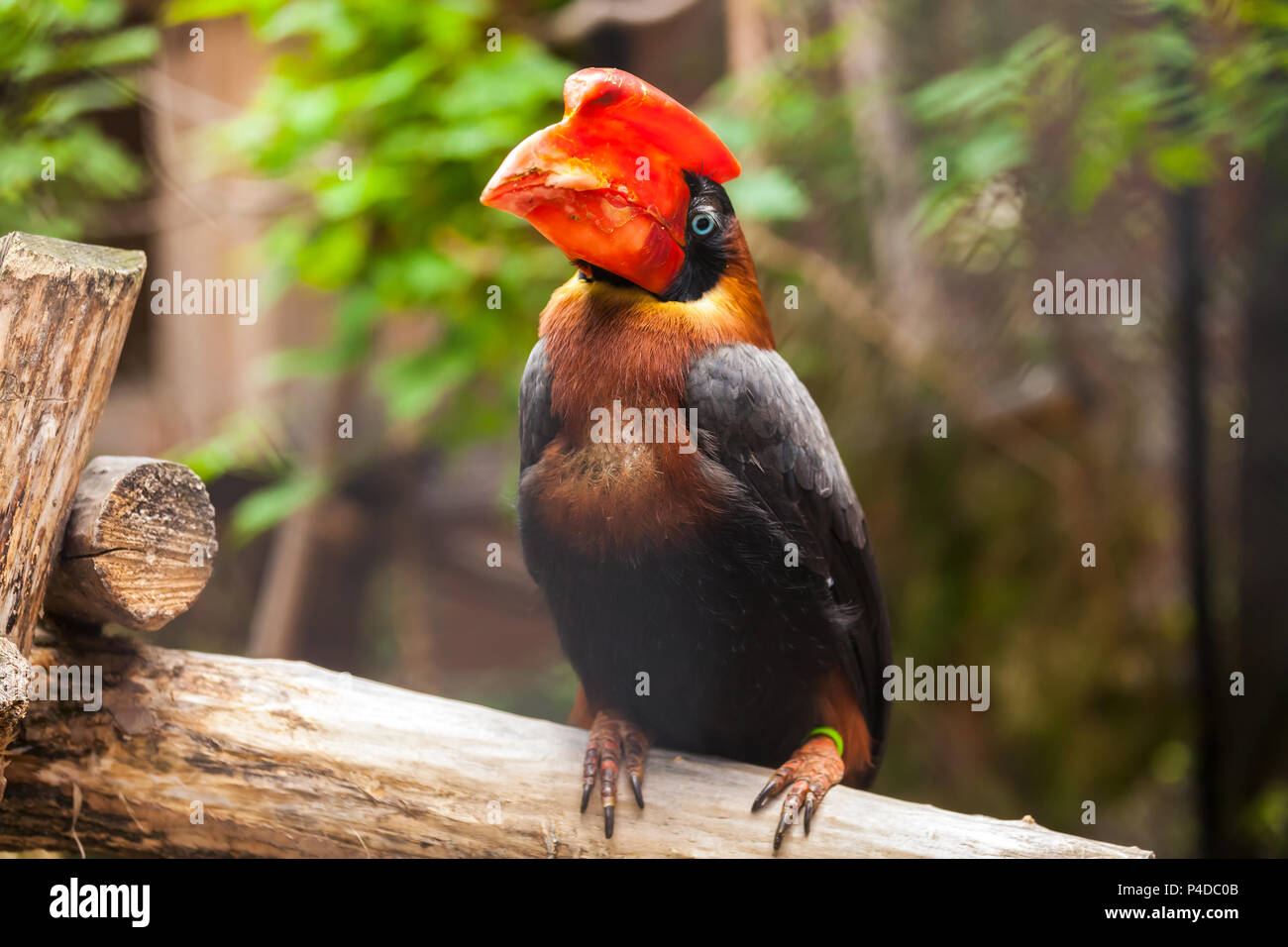 Nahaufnahme Porträt eines braunen Parrot hydrocorax buceros mit einem roten Schnabel und blaue Augen ohne Zweig eines Baumes Stockfoto