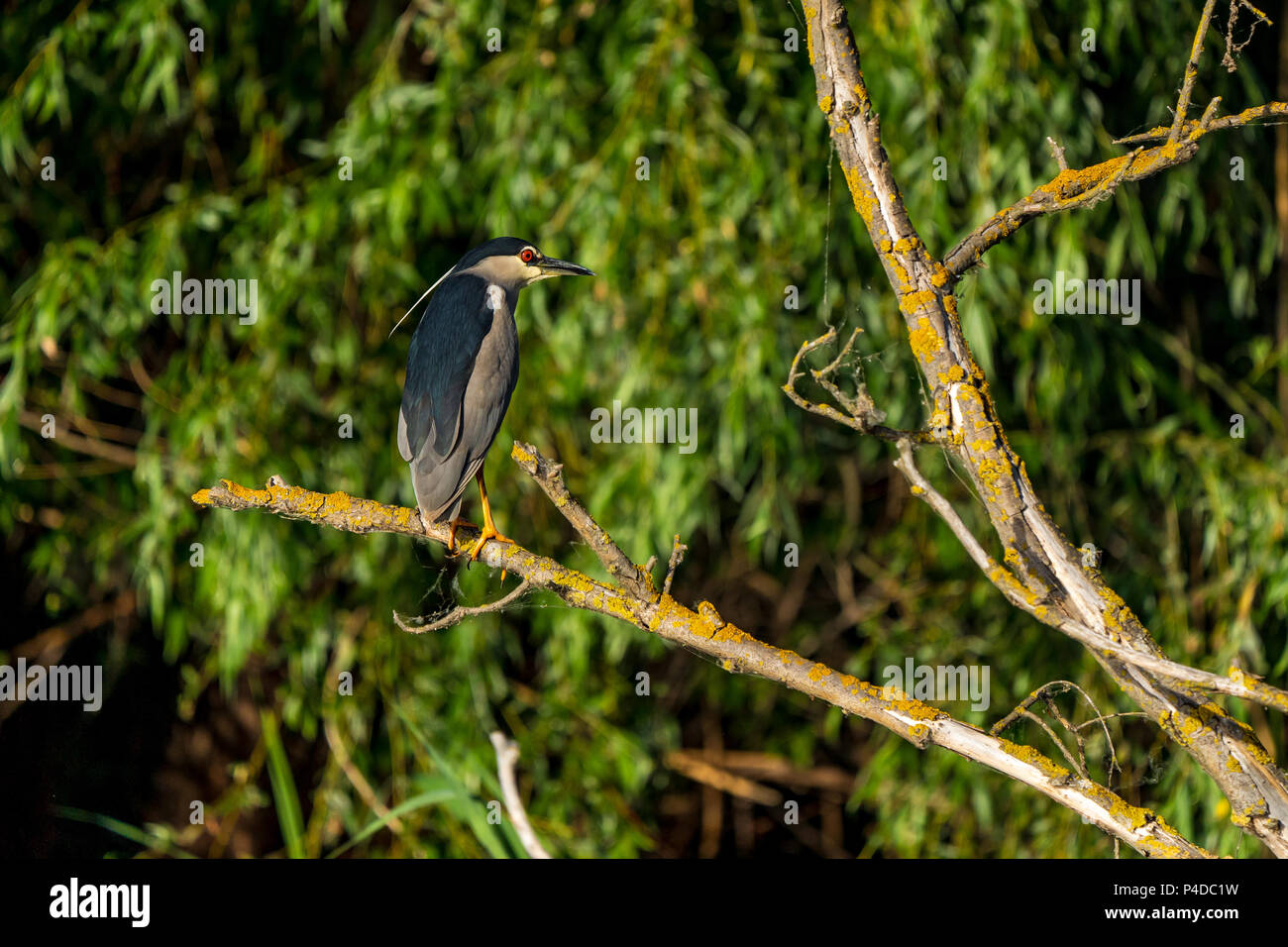 Nachtreiher, Nycticorax nycticorax, im schönen Sonnenlicht Donau Delta Rumänien Stockfoto