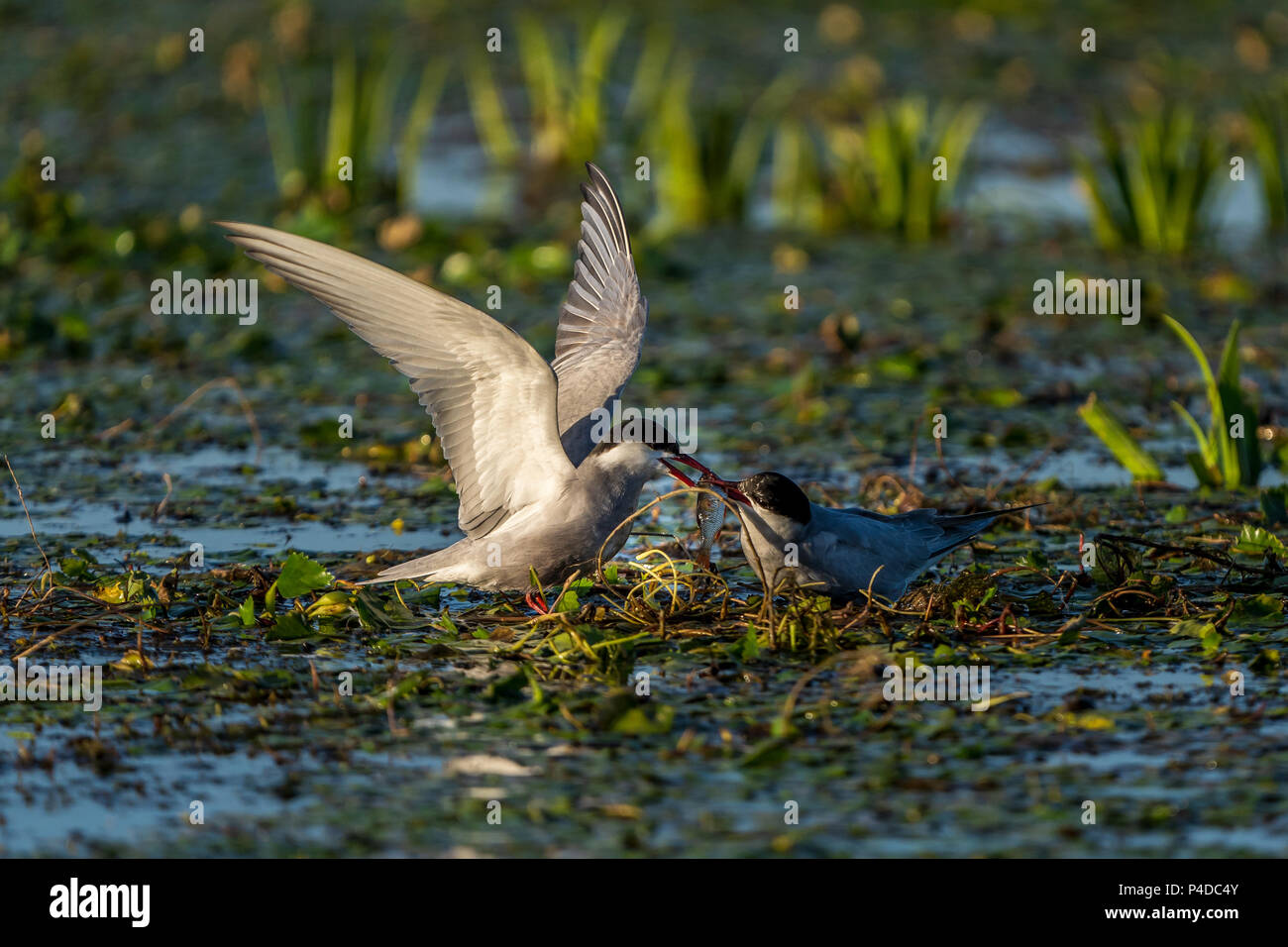 White-Cheeked Tern männlichen bringen Fisch zu einer weiblichen Tern in das Donau Delta Rumänien wildlife Vogel Fotografie in der Donau Stockfoto