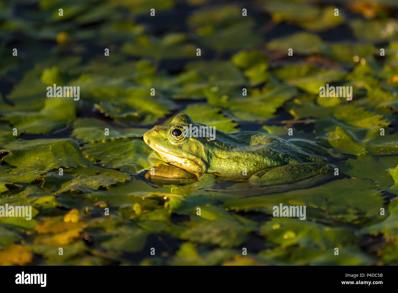 Die gemeinsame Green Frog (See Frosch oder Wasser Frosch) im Wasser in das Donau Delta. Closeup Frosch Fotografie bei Sonnenaufgang Stockfoto