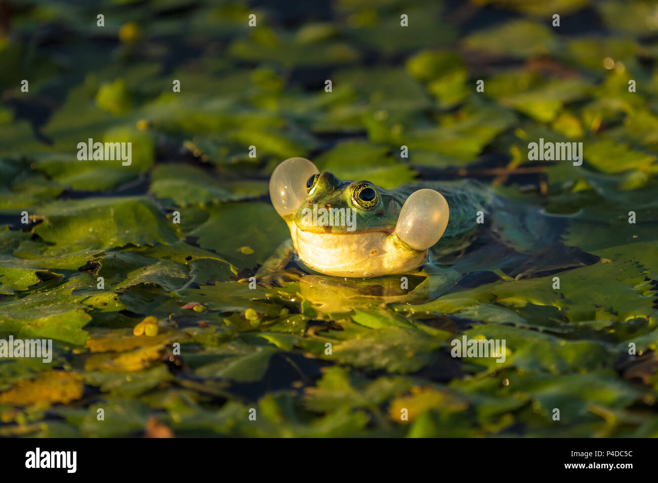 Die gemeinsame Green Frog (See Frosch oder Wasser Frosch) im Wasser in das Donau Delta. Closeup Frosch Fotografie bei Sonnenaufgang Stockfoto