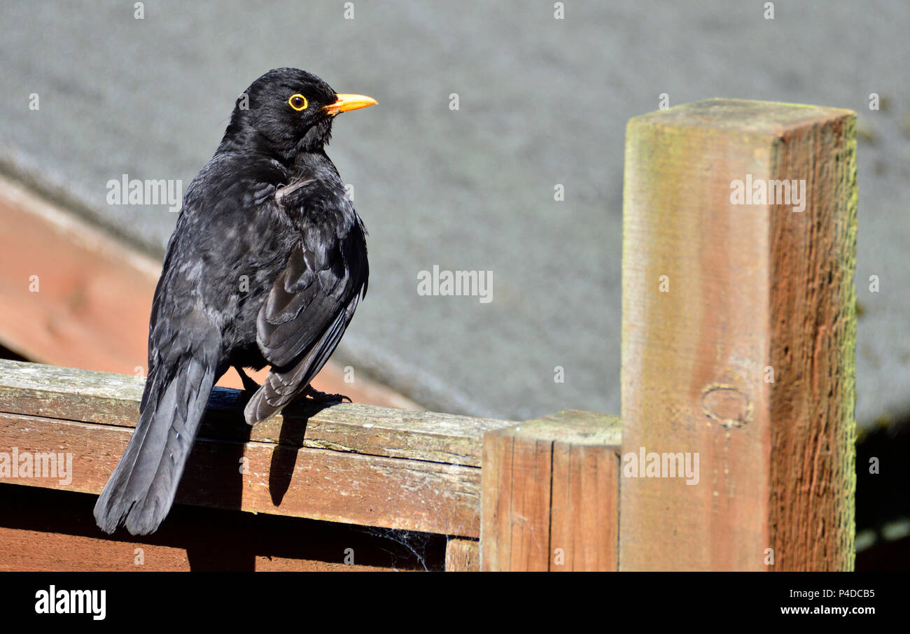 Männliche Amsel (Turdus merula) sitzt auf einem Gartenzaun in der Sonne (bewegungslos für eine lange Zeit) Stockfoto