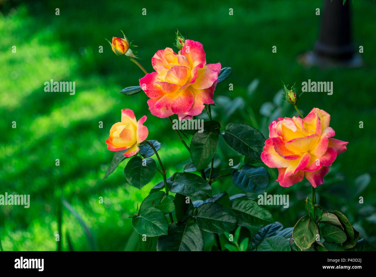 Blühende Pullman Orient Express Rosen im Garten Stockfoto