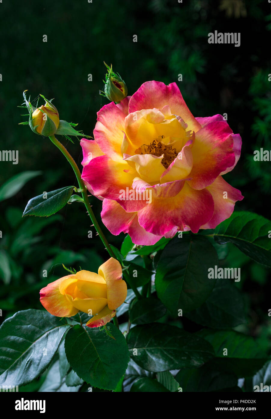 Blühende Pullman Orient Express Rosen im Garten Stockfoto