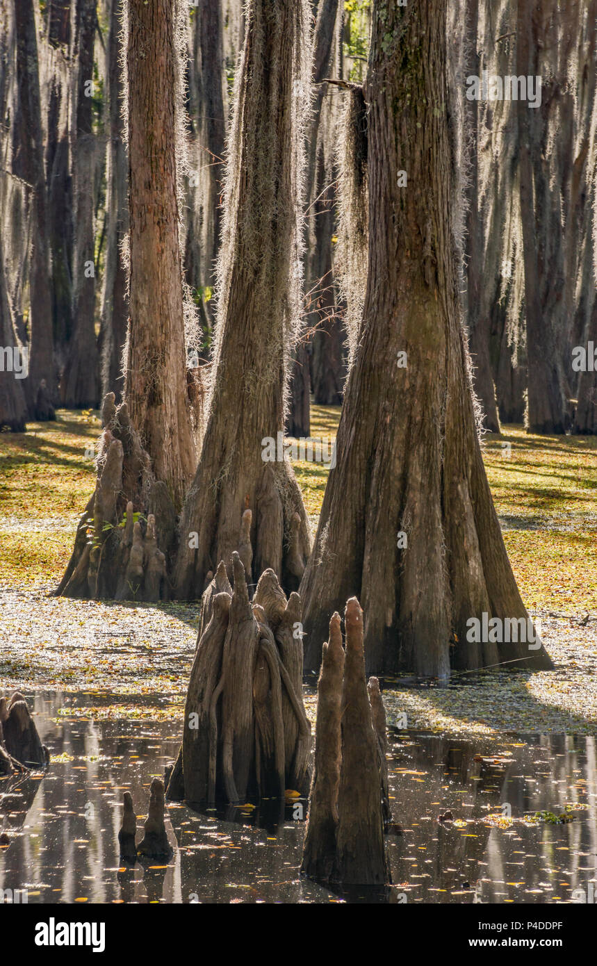 Kahlen Zypressen mit spanischem Moos und Zypresse Knie bedeckt im Sumpf im späten Herbst, South Shore in Caddo Lake, Texas, USA Stockfoto