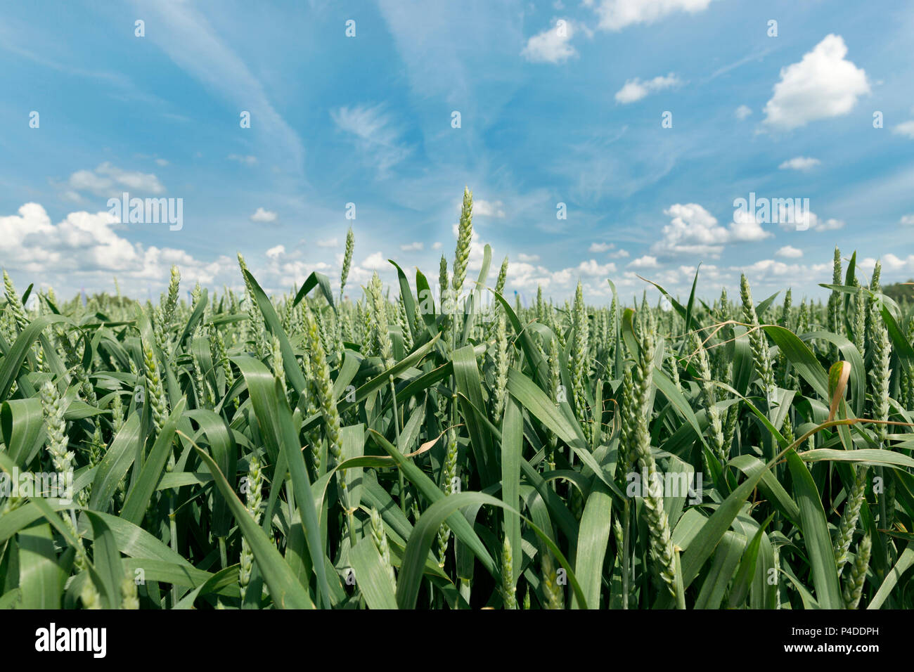 Grüne Roggen gegen den strahlend blauen Himmel Stockfoto