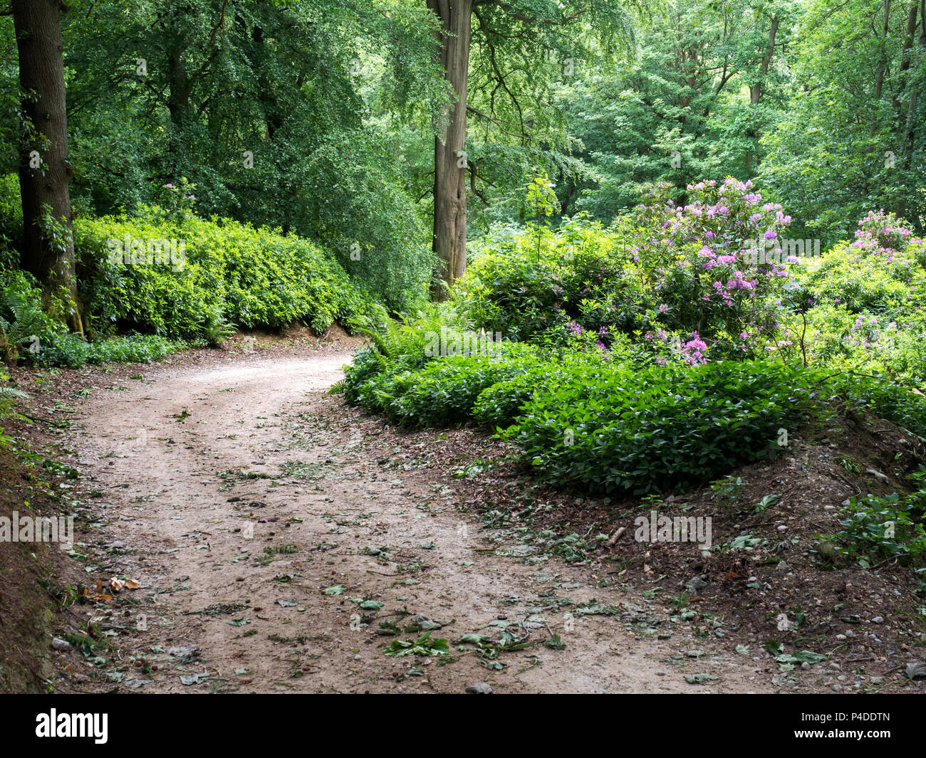 Rhododendren Blüte im Frühjahr Wald in der Nähe von wath in Nidderdale Yorkshire England Stockfoto