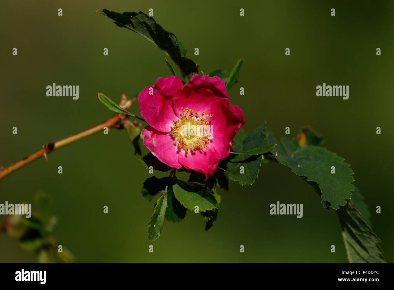 Bergrose Rosa Pendulina Stockfotos & Bergrose Rosa Pendulina Bilder - Alamy