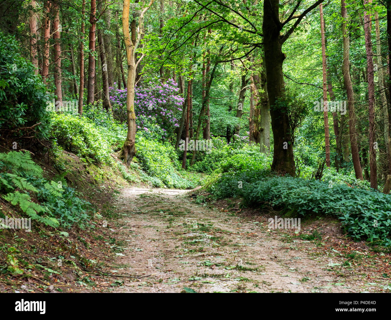 Rhododendren Blüte im Frühjahr Wald in der Nähe von wath in Nidderdale Yorkshire England Stockfoto