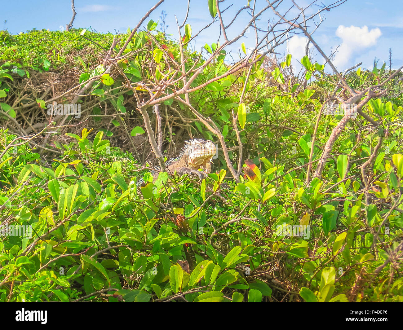 Leguan auf tropischen Wald in Französische Antillen. La Desirade gefeiert für seine iguana Bevölkerung. Die Insel hat eine Naturpark deklariert wurde. Guadeloupe Archipel, französische Karibik. Stockfoto