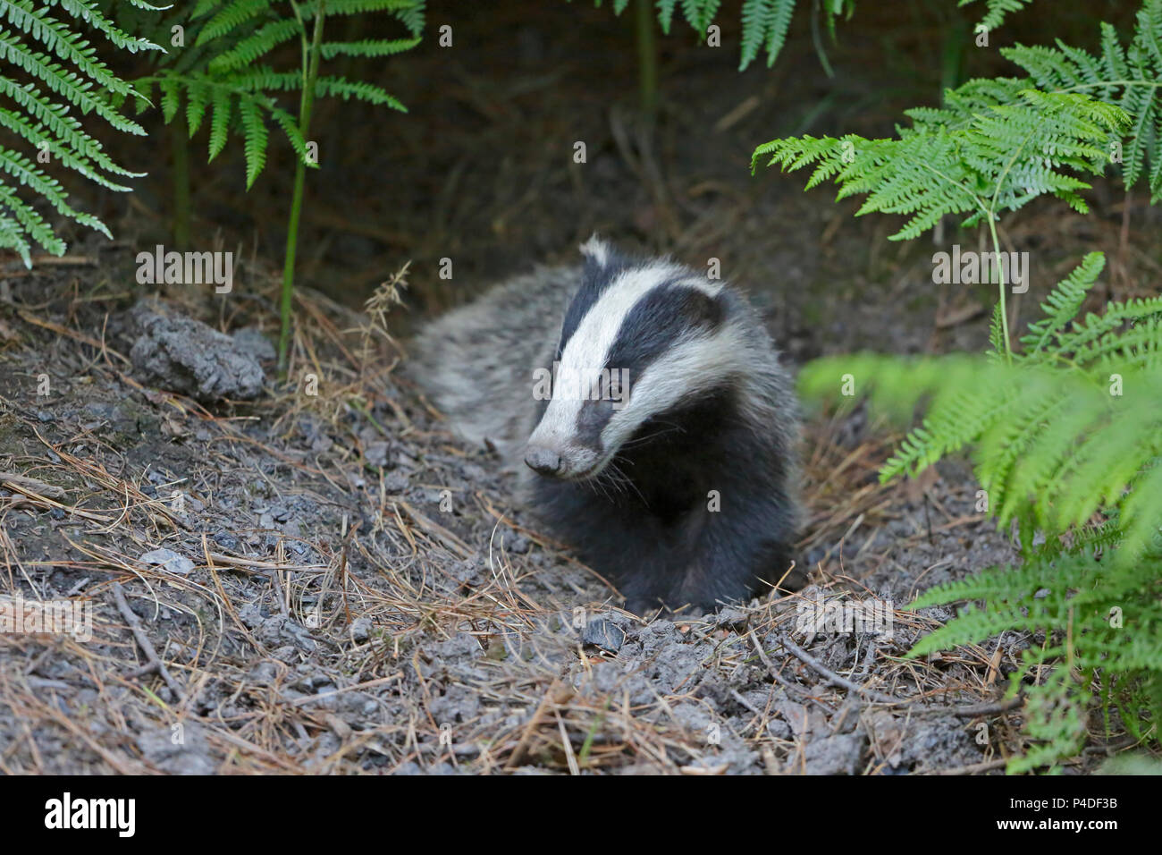 Badger cub im Wald von Dean Stockfoto