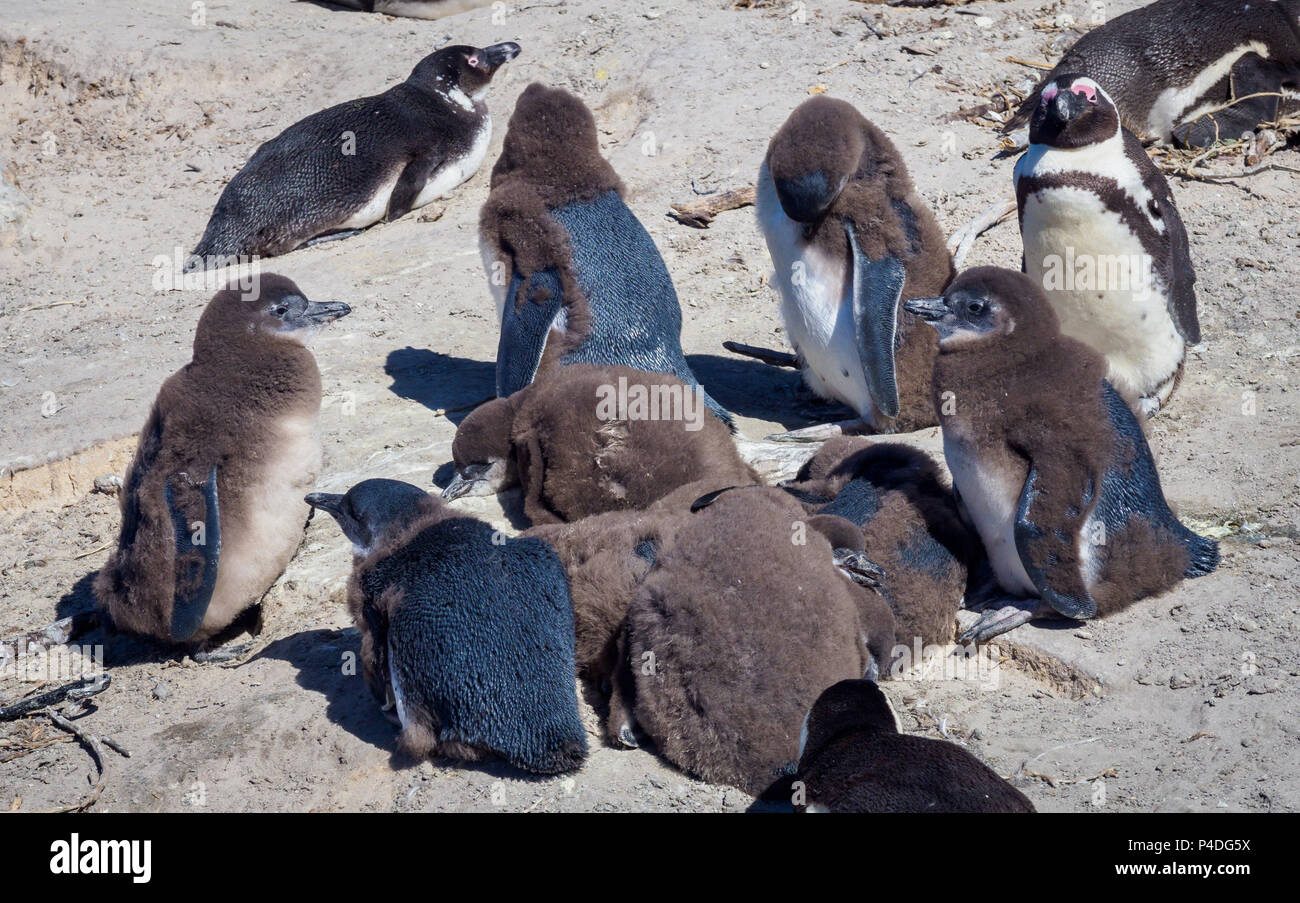 Pinguine Boulders Beach Südafrika Stockfoto