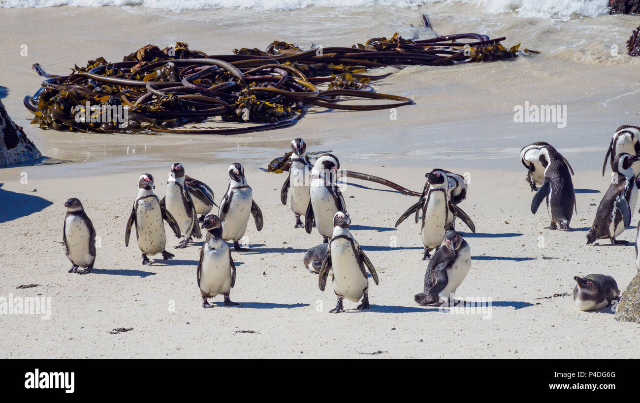 Pinguine Boulders Beach Südafrika Stockfoto