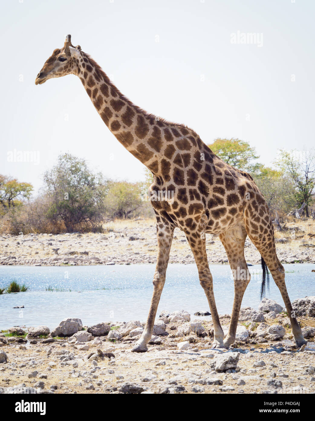 Etosha Nationalpark-Namibia Stockfoto