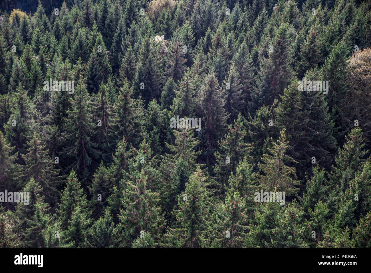 Tanne Wald Blick von oben - wunderschöne Natur der Wald Stockfoto