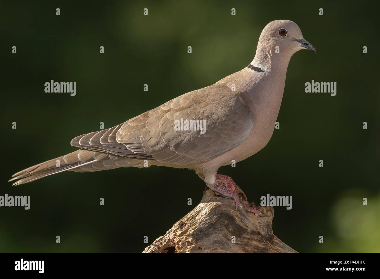Eurasische Halsband-Taube Streptopelia decaocto Stockfotografie - Alamy