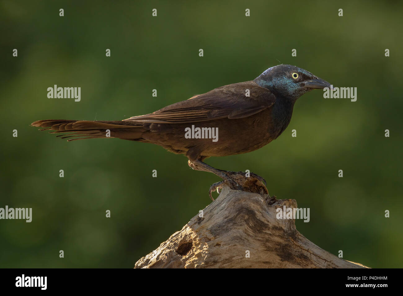 Gemeinsame Grackle Quiscalus quuiscula, grackle Stockfoto