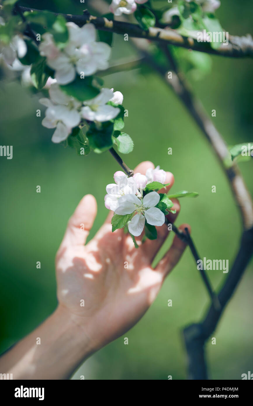 Lizenz und Drucke bei MaximImages.com - Frau Hand berühren sanfte weiße Apfelblüten Blumen auf einem Baum Zweig, künstlerische Nahaufnahme in weichen grünen Farben Stockfoto